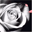 fleur